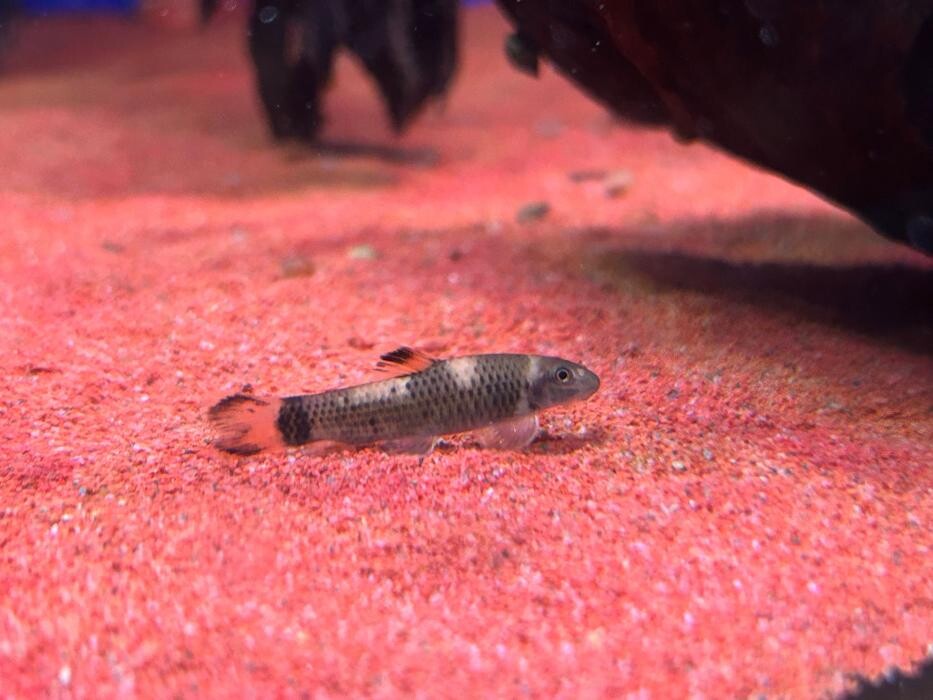 Images Maidenhead Aquatics Huntingdon