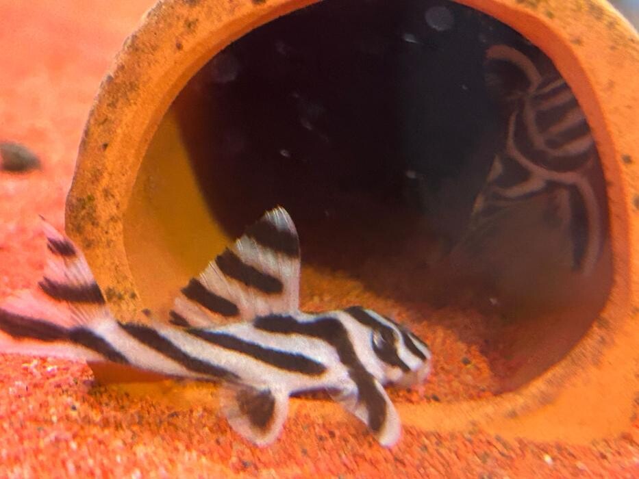 Images Maidenhead Aquatics Huntingdon