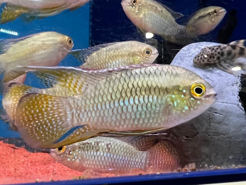 Images Maidenhead Aquatics Huntingdon