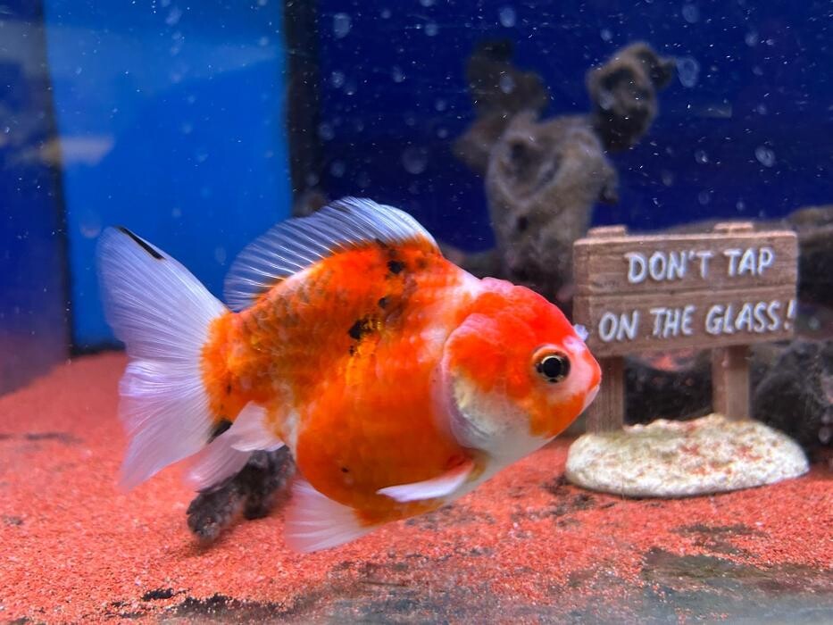 Images Maidenhead Aquatics Huntingdon