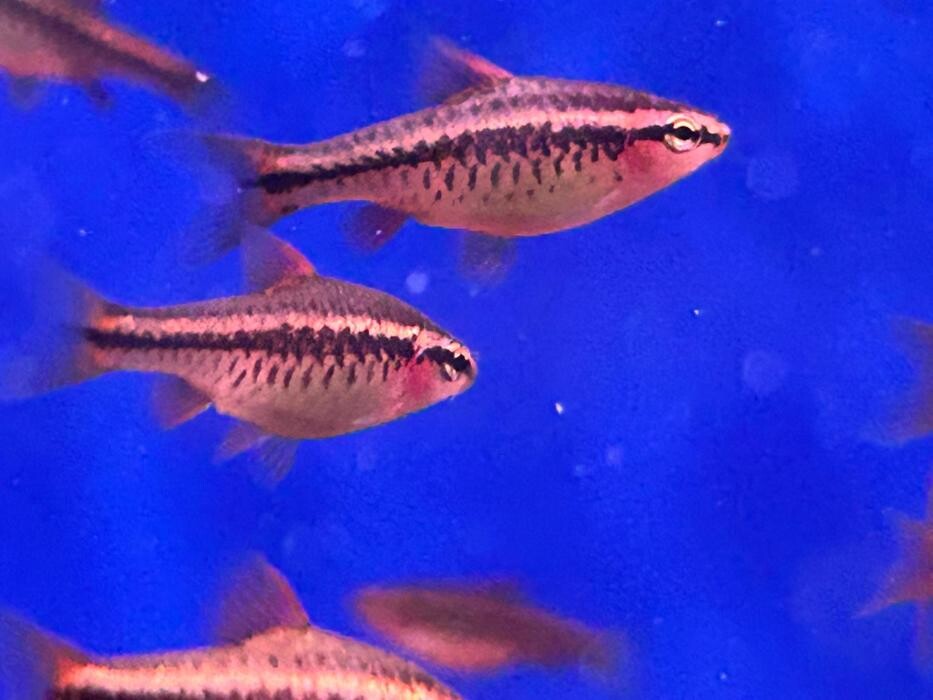 Images Maidenhead Aquatics Huntingdon