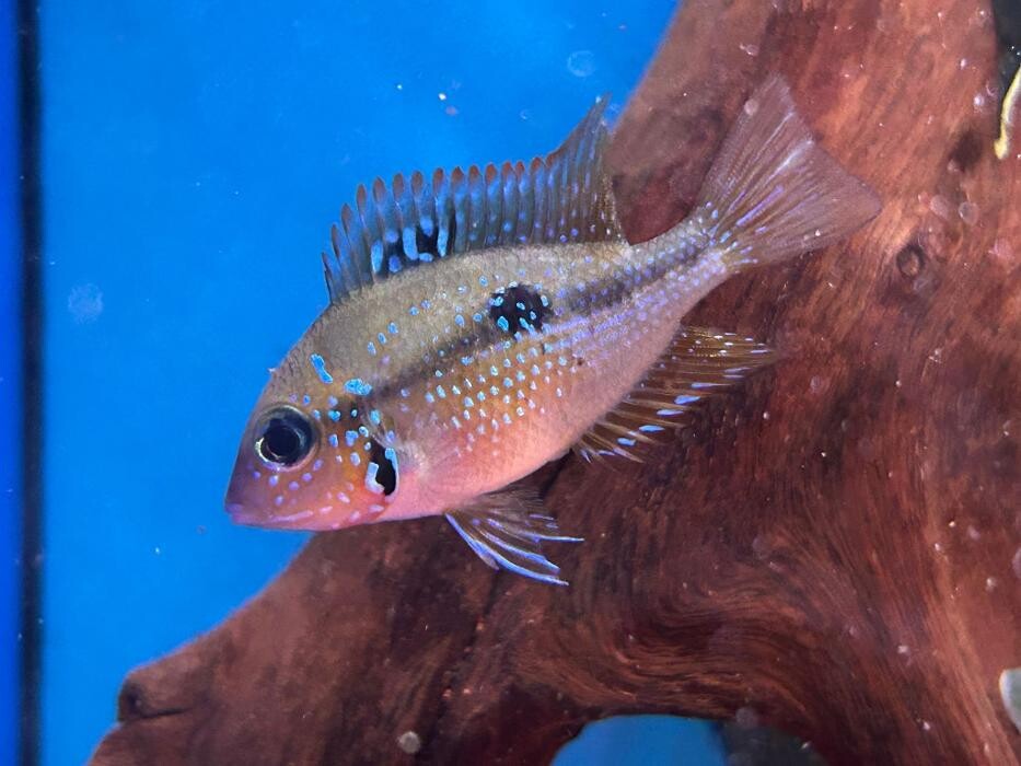 Images Maidenhead Aquatics Huntingdon