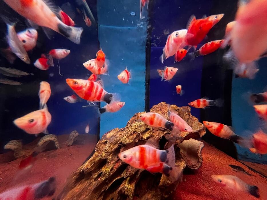 Images Maidenhead Aquatics Huntingdon