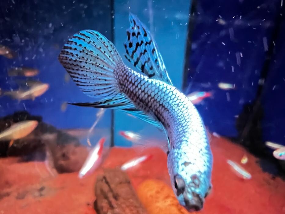 Images Maidenhead Aquatics Huntingdon