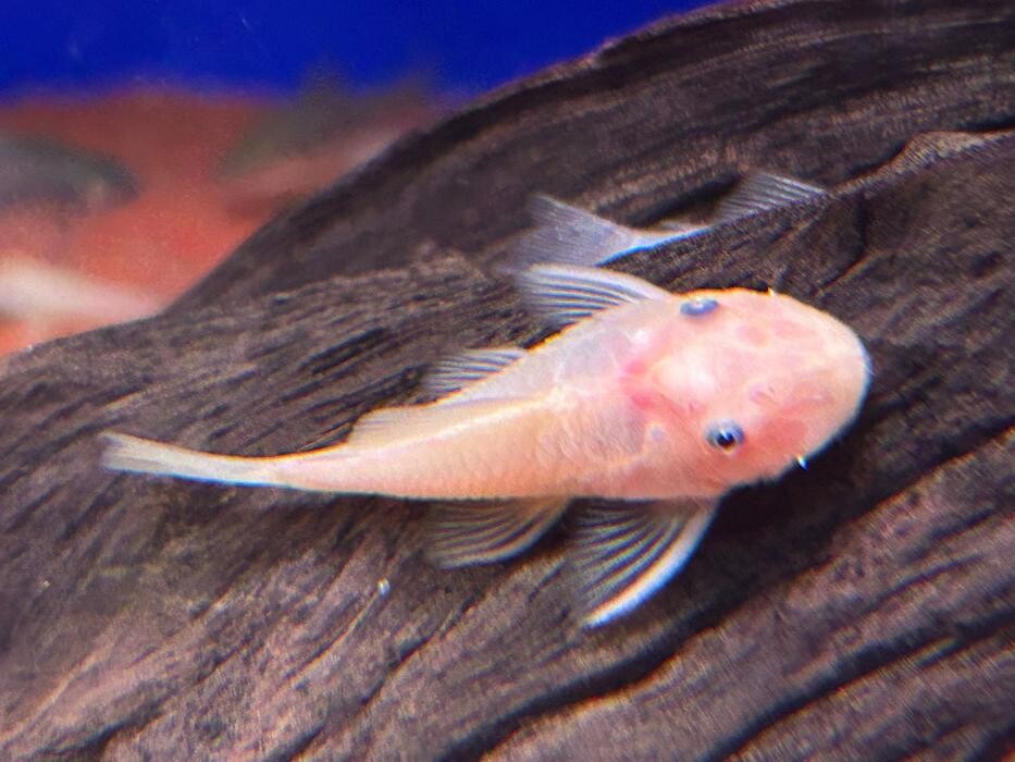 Images Maidenhead Aquatics Huntingdon