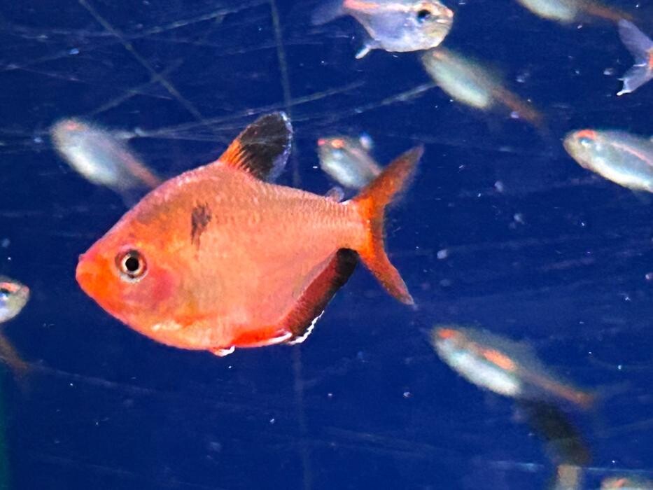 Images Maidenhead Aquatics Huntingdon