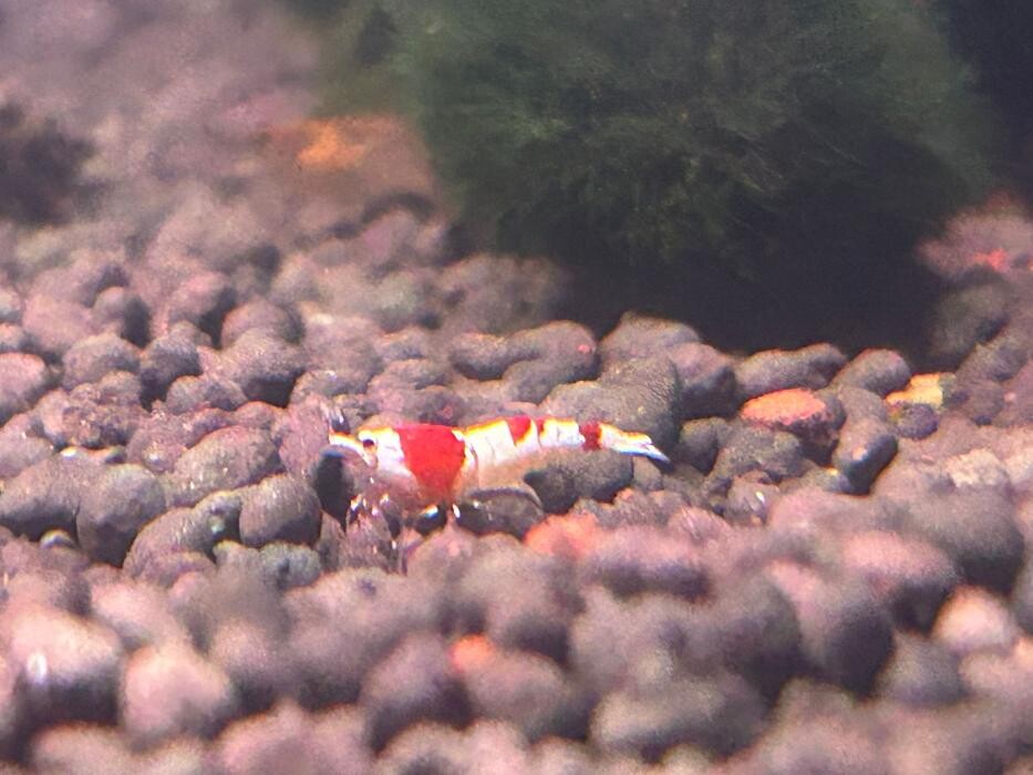 Images Maidenhead Aquatics Huntingdon