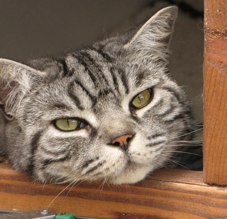 Images Bwlchgwyn Cattery