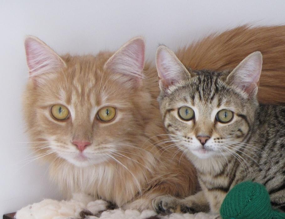 Images Bwlchgwyn Cattery