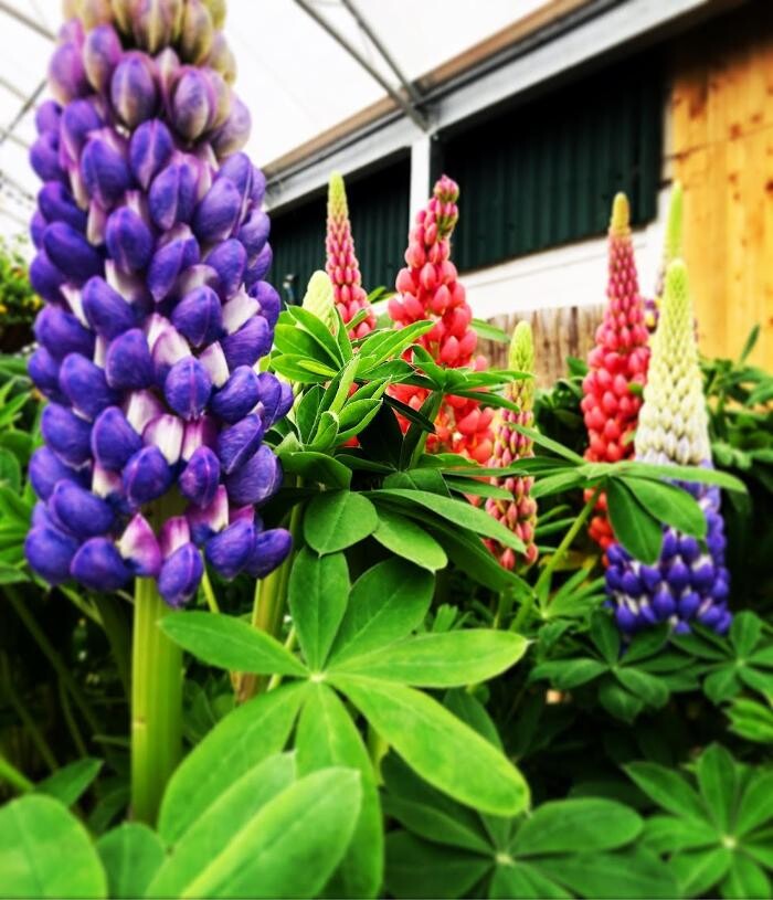 Images Mulberry & Thyme Liss