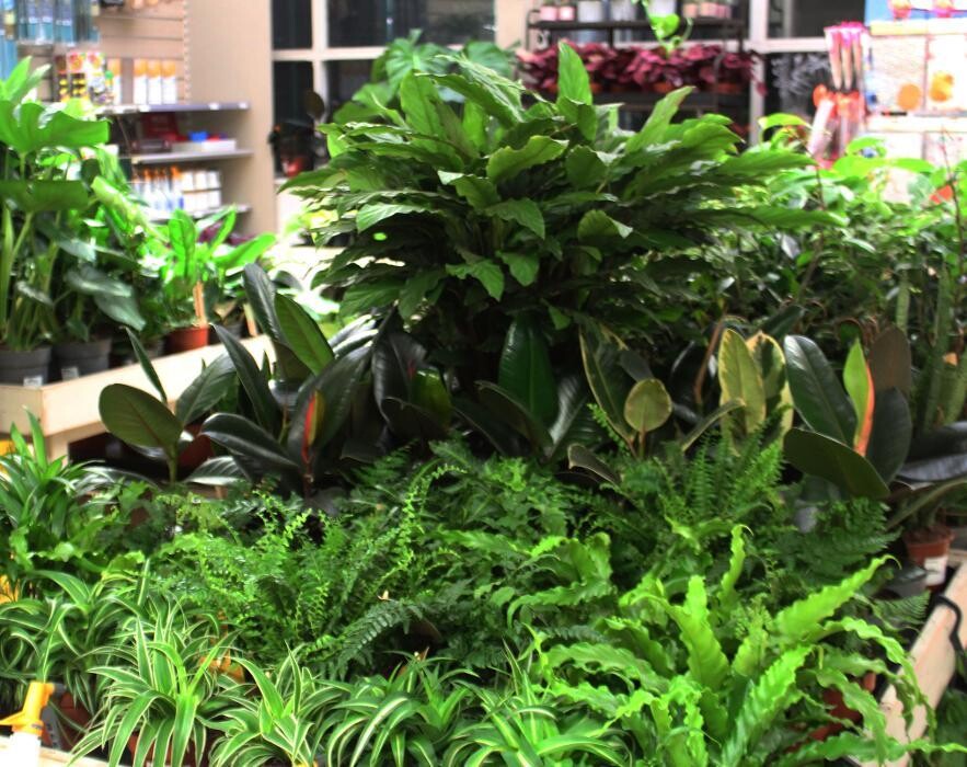 Images Mulberry & Thyme Liss