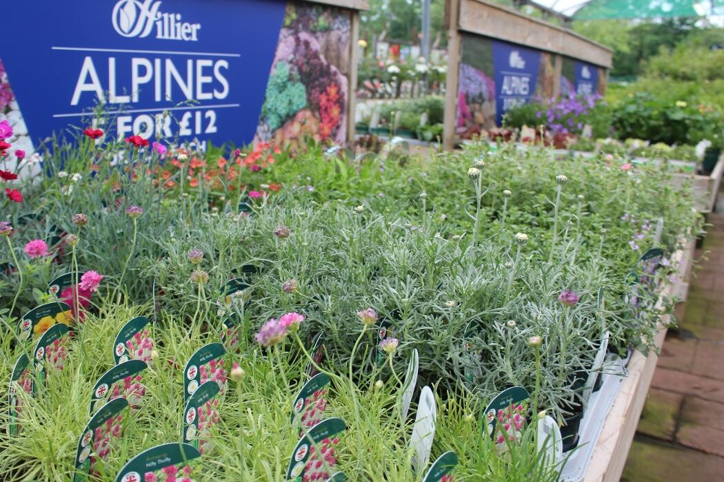 Images Mulberry & Thyme Liss