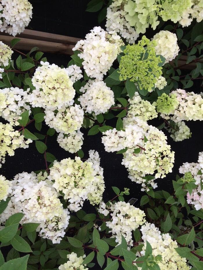 Images Hillier Garden Centre Botley