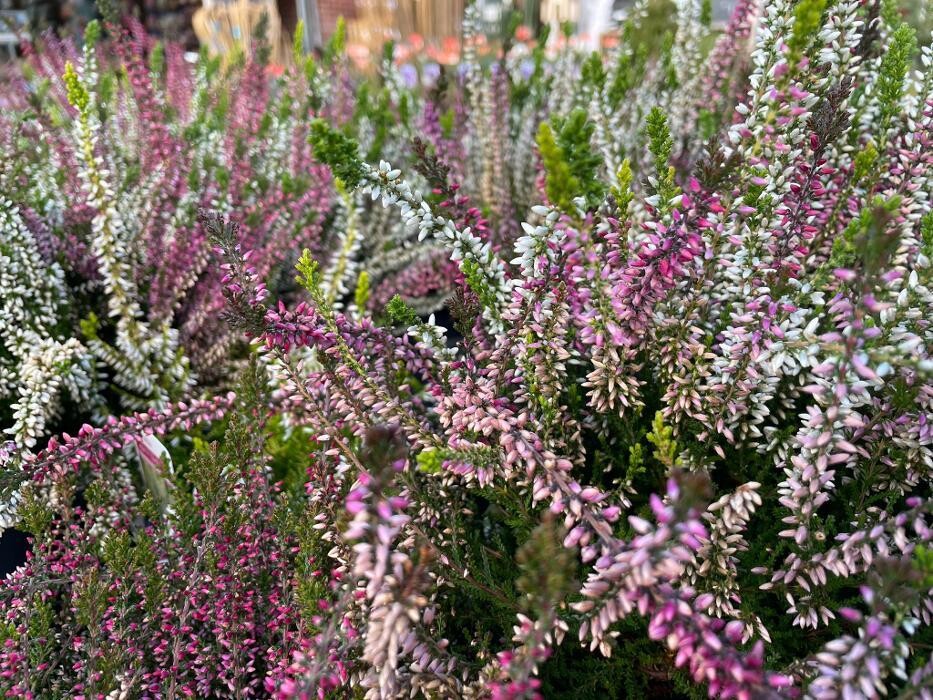 Images Hillier Garden Centre Botley