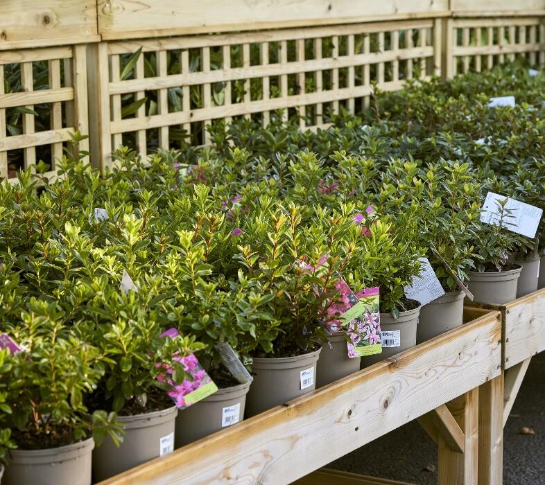 Images Hillier Garden Centre Newbury