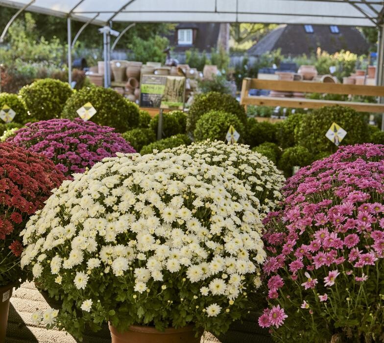 Images Hillier Garden Centre Newbury