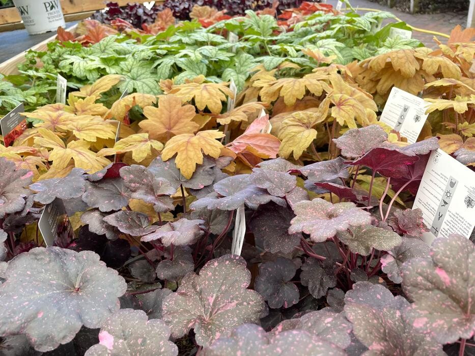 Images Hillier Garden Centre Three Legged Cross