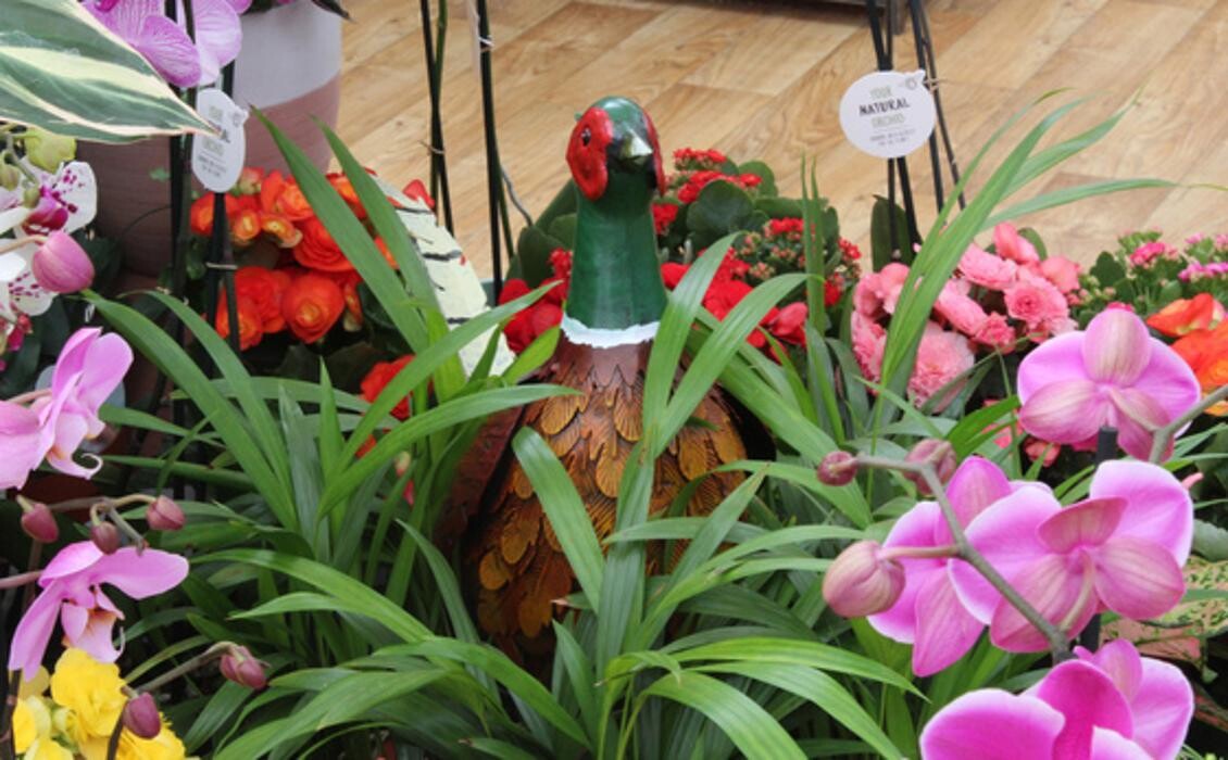 Images Hillier Garden Centre Dorking