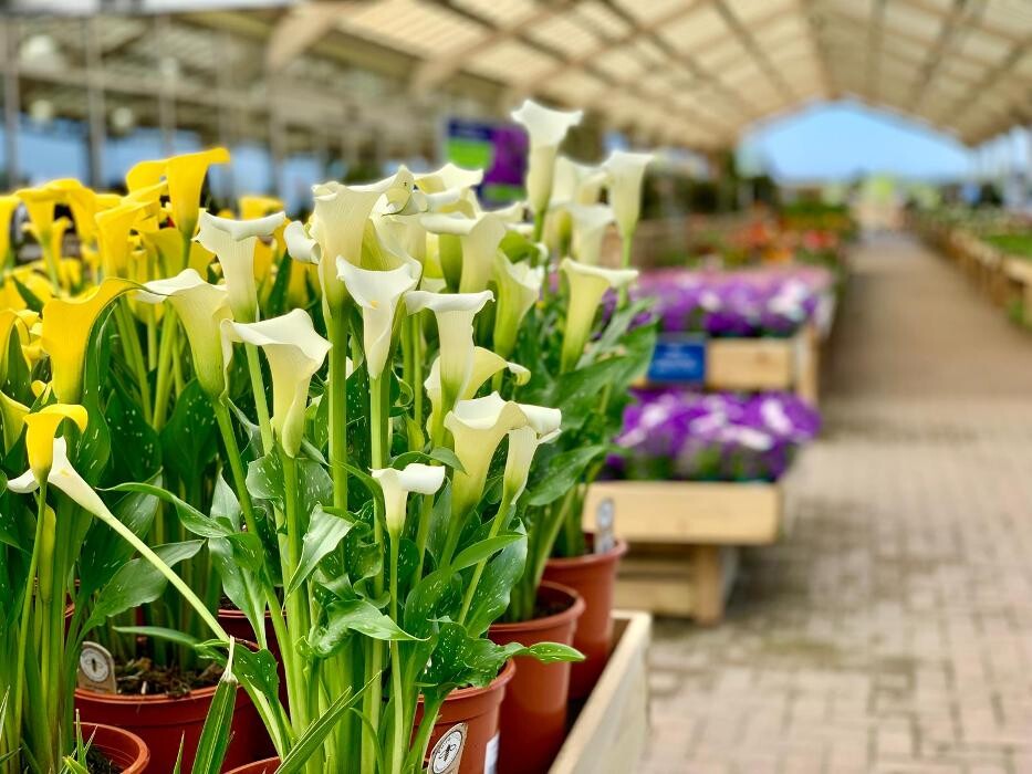 Images Hillier Garden Centre Cheddar