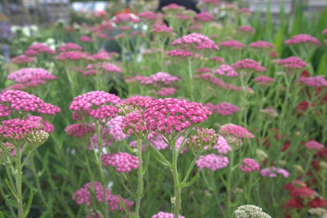 Images Hillier Garden Centre Eastbourne