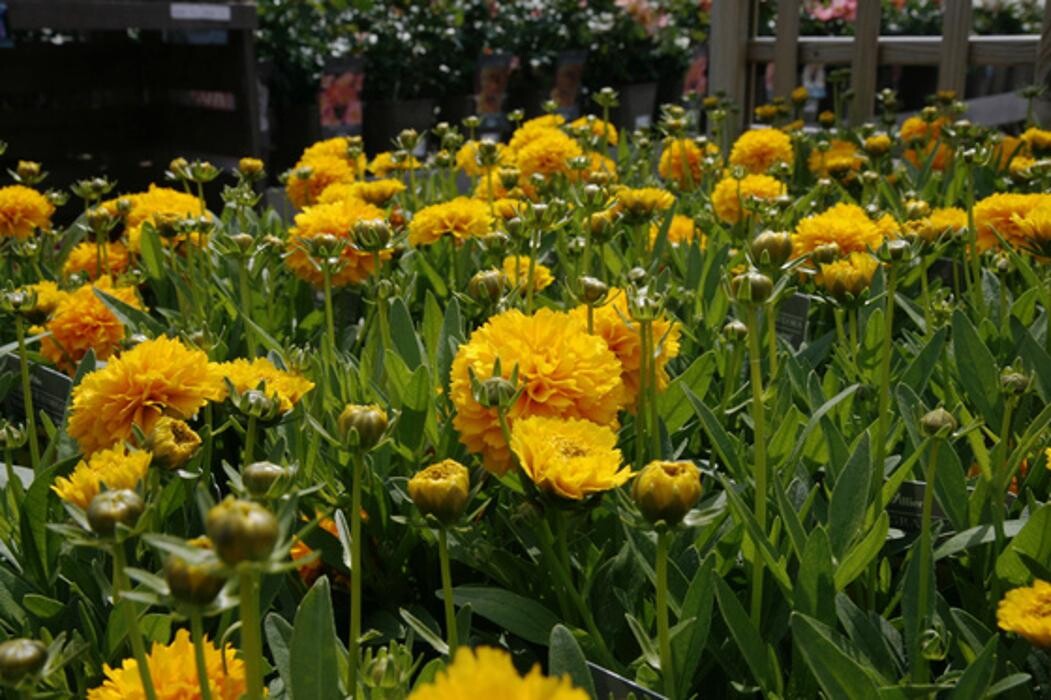Images Hillier Garden Centre Eastbourne