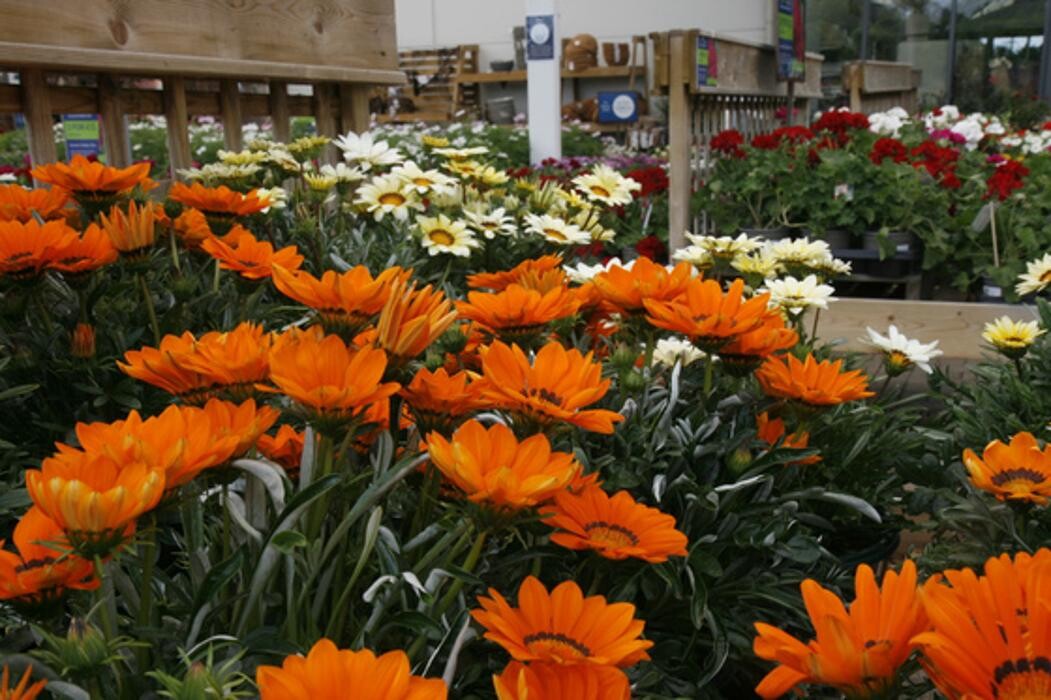 Images Hillier Garden Centre Eastbourne