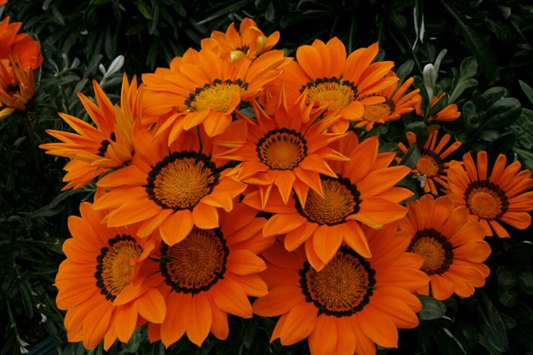 Images Hillier Garden Centre Eastbourne