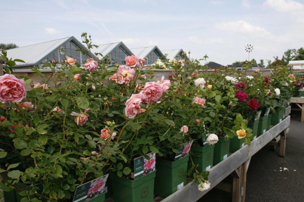 Images Hillier Garden Centre Eastbourne