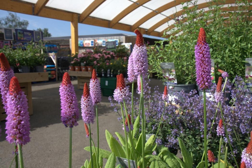 Images Hillier Garden Centre Marlow