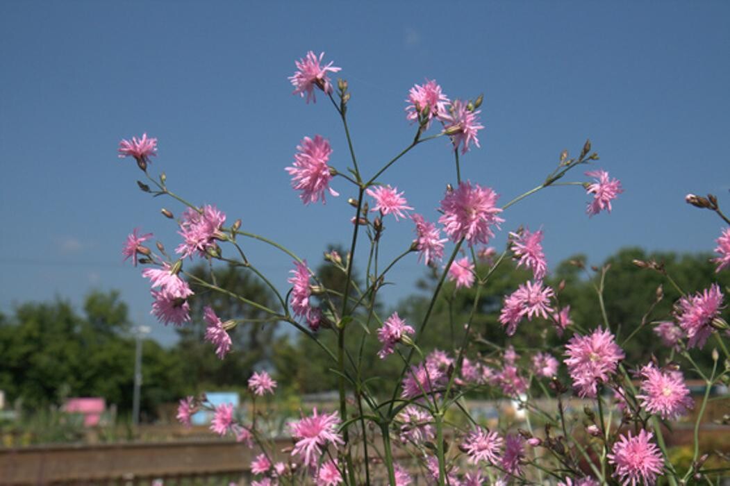 Images Hillier Garden Centre Marlow