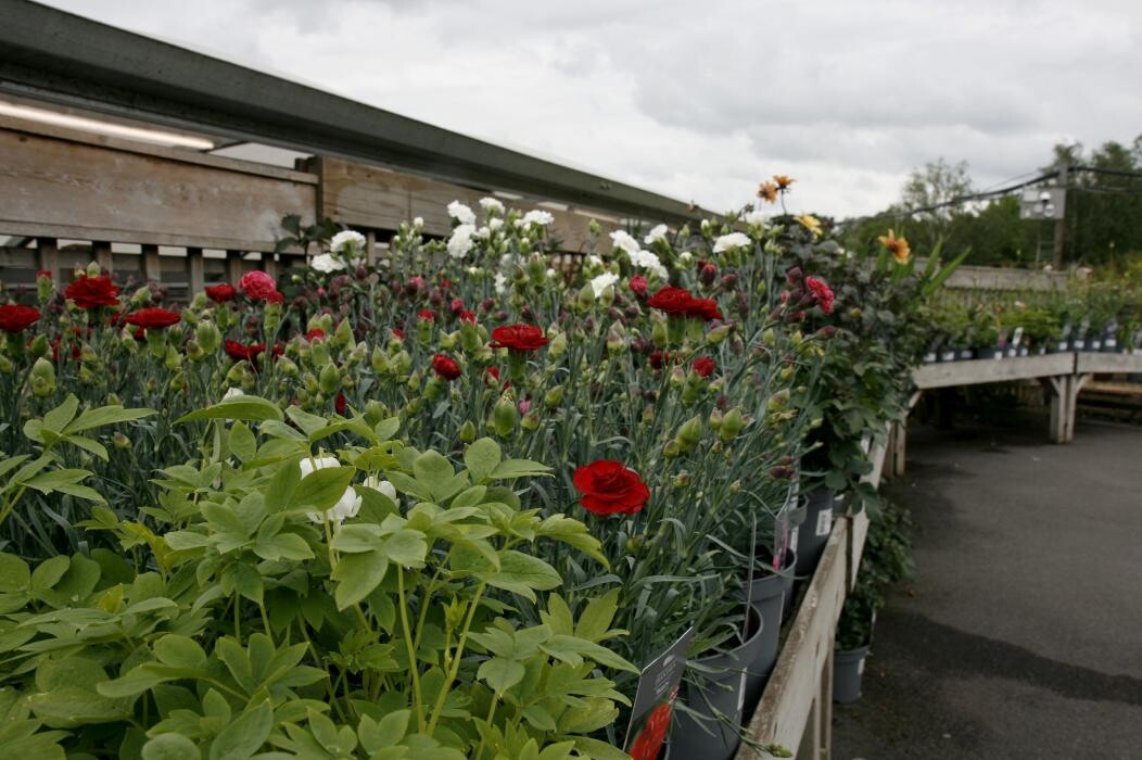 Images Hillier Garden Centre Bath