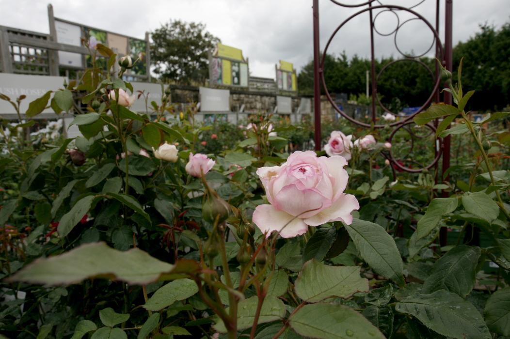 Images Hillier Garden Centre Bath