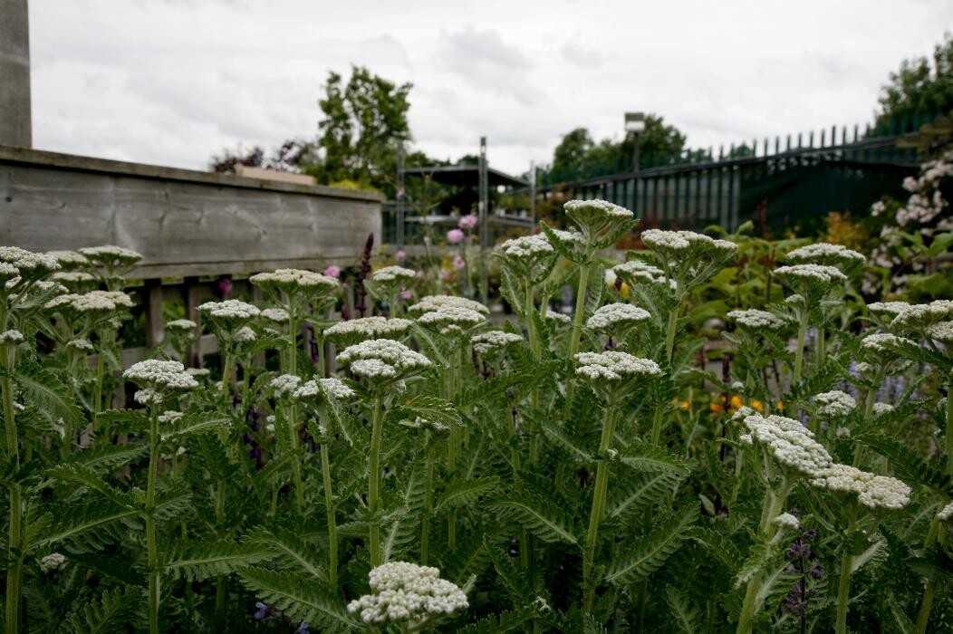 Images Hillier Garden Centre Bath