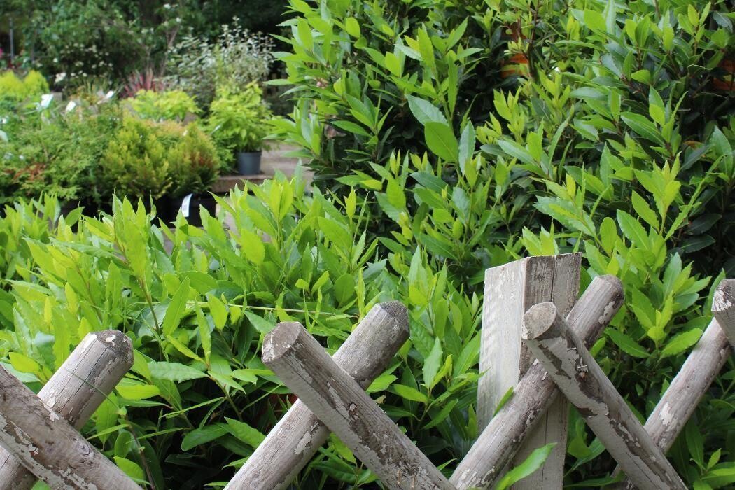 Images Hillier Garden Centre Winchester