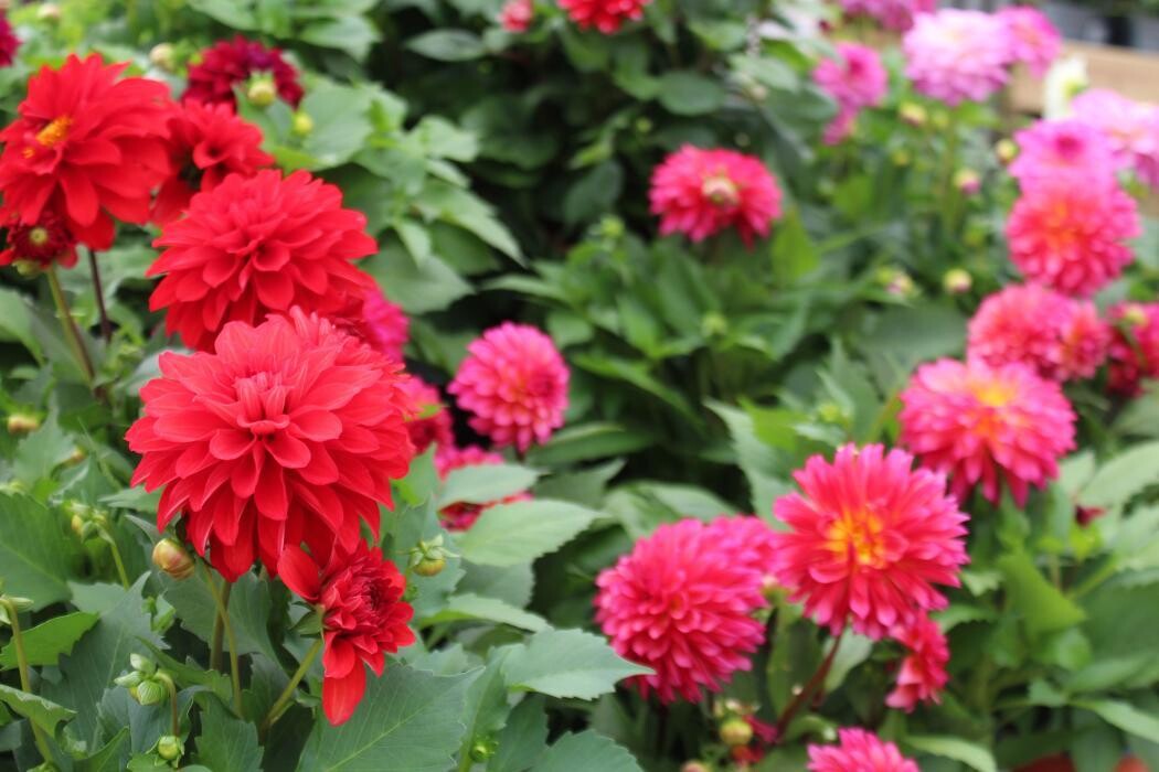 Images Hillier Garden Centre Horsham