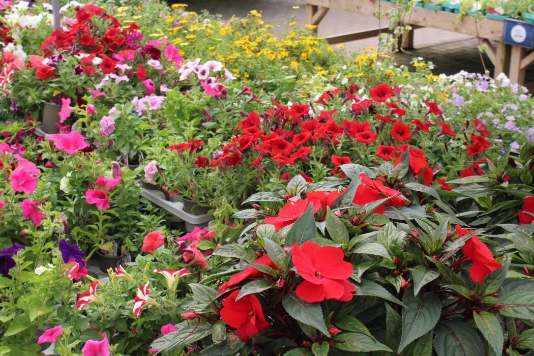 Images Hillier Garden Centre Horsham