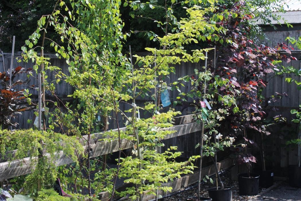 Images Hillier Garden Centre Horsham