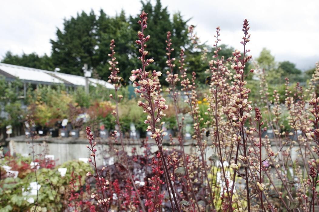 Images Hillier Garden Centre Hemel Hempstead