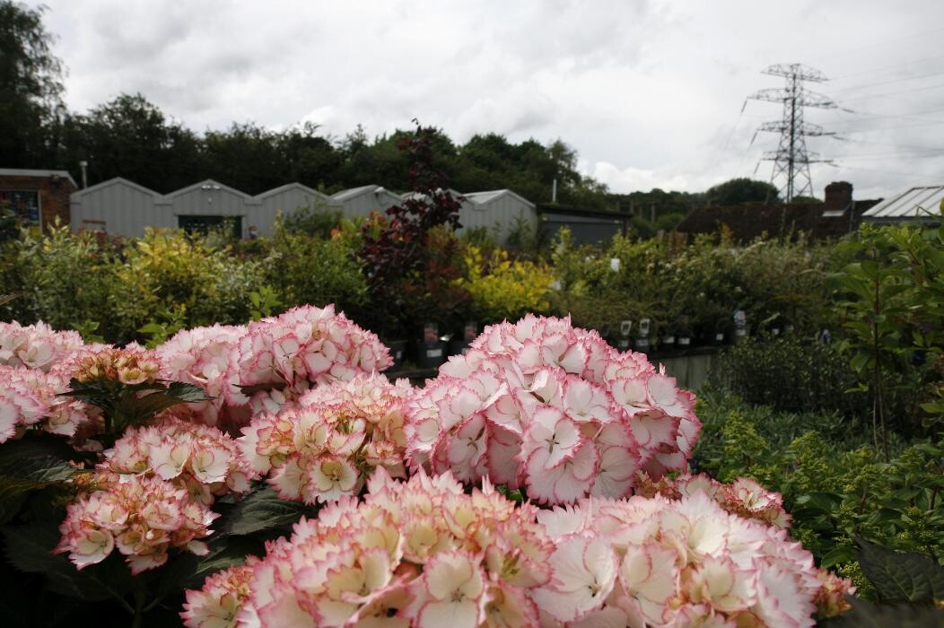 Images Hillier Garden Centre Hemel Hempstead