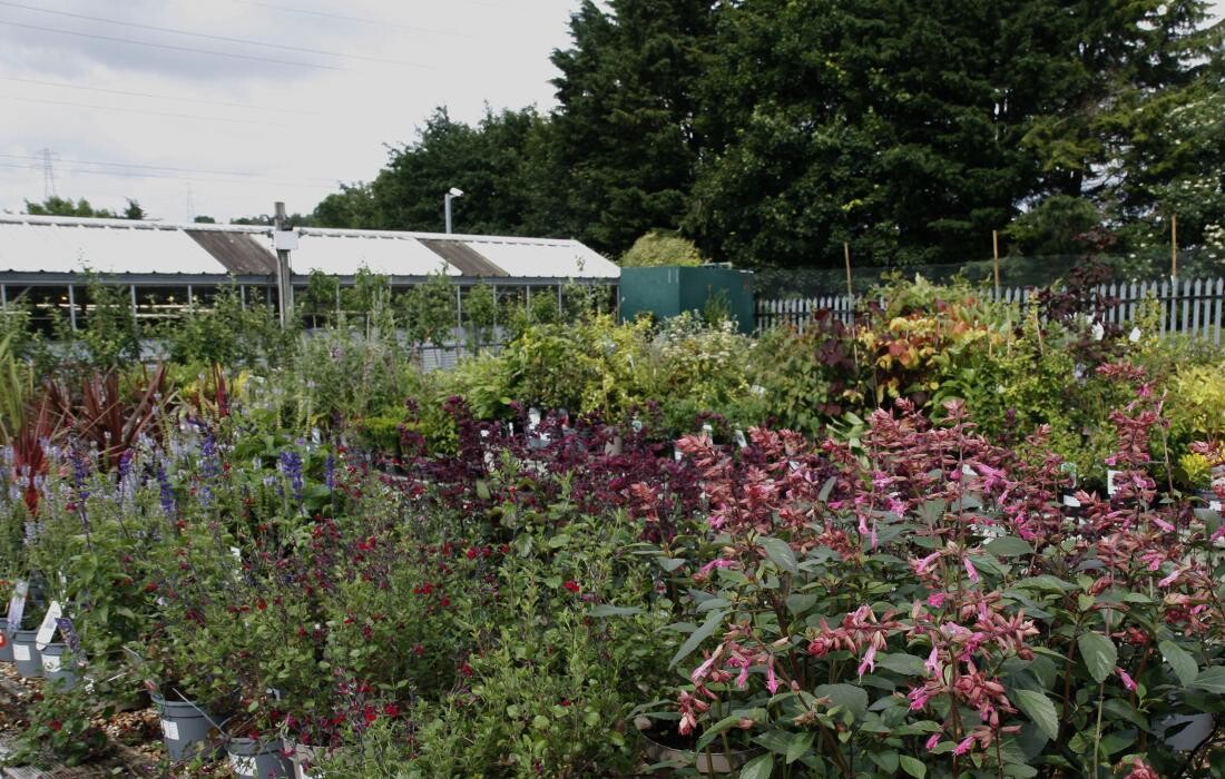 Images Hillier Garden Centre Hemel Hempstead