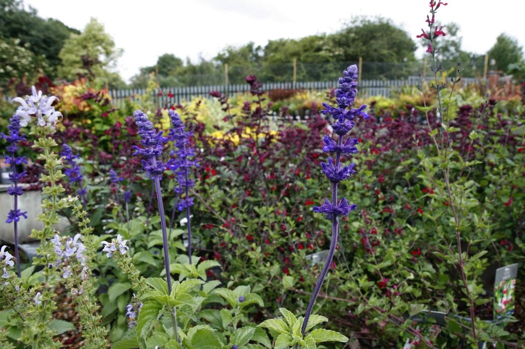 Images Hillier Garden Centre Hemel Hempstead