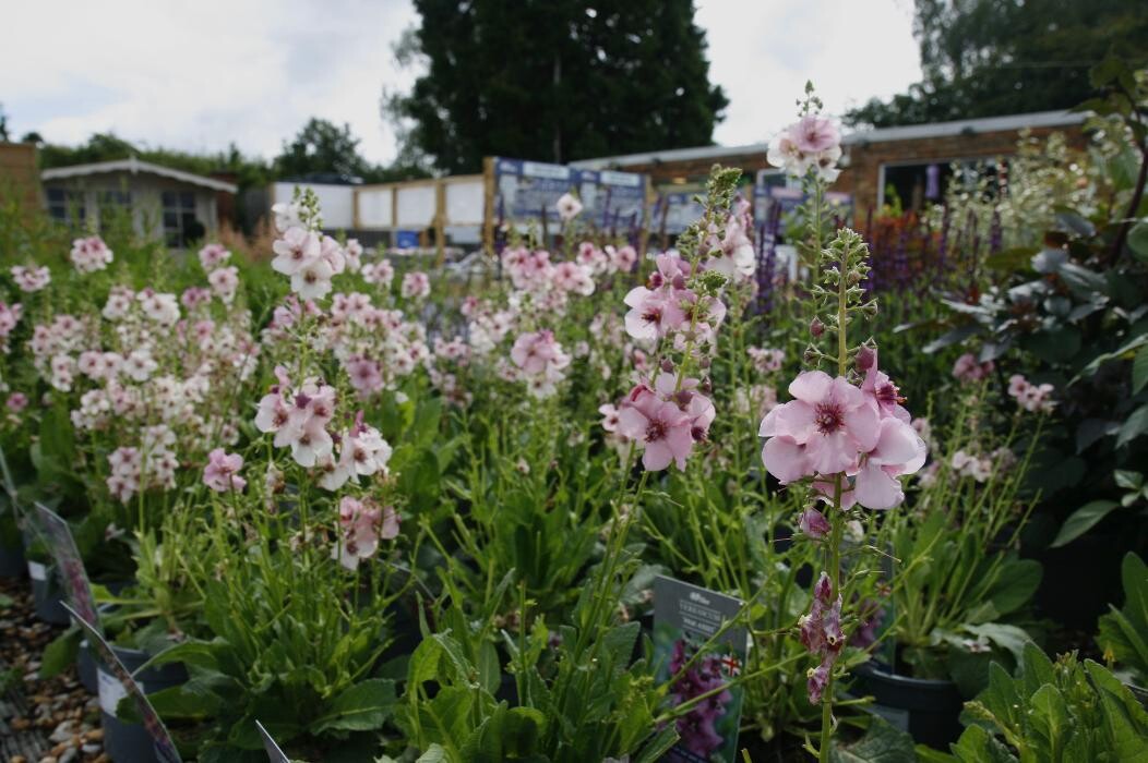 Images Hillier Garden Centre Hemel Hempstead