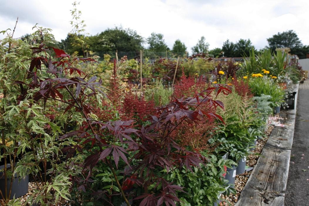 Images Hillier Garden Centre Hemel Hempstead