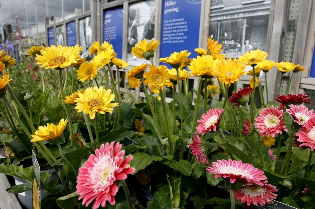 Images Hillier Garden Centre Hemel Hempstead