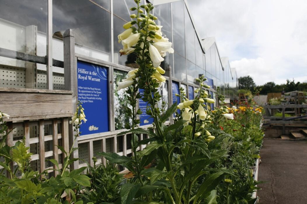 Images Hillier Garden Centre Hemel Hempstead