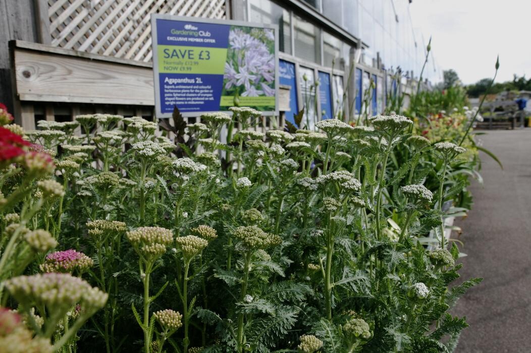 Images Hillier Garden Centre Hemel Hempstead