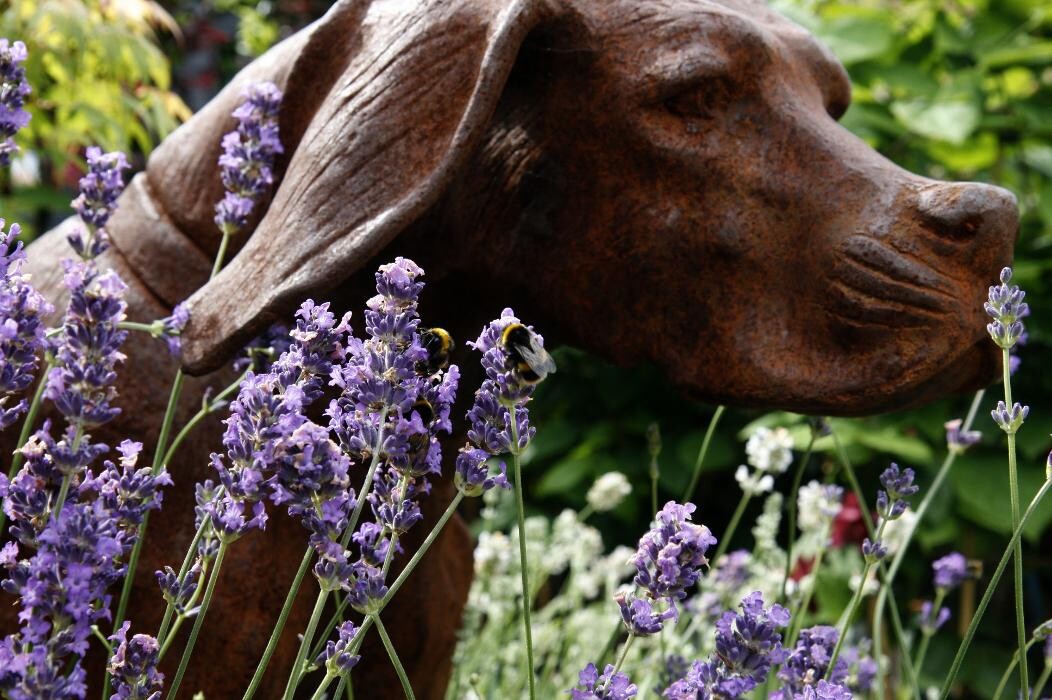 Images Hillier Garden Centre Hemel Hempstead