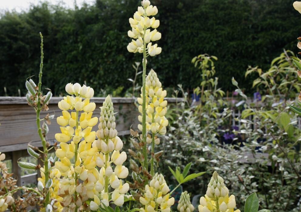 Images Hillier Garden Centre Hemel Hempstead