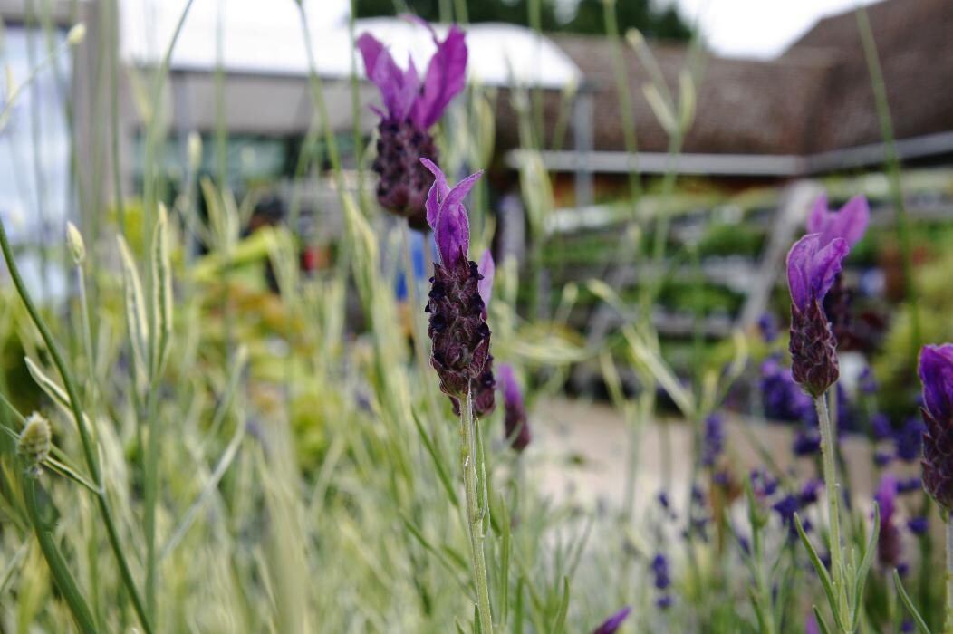 Images Hillier Garden Centre Hemel Hempstead