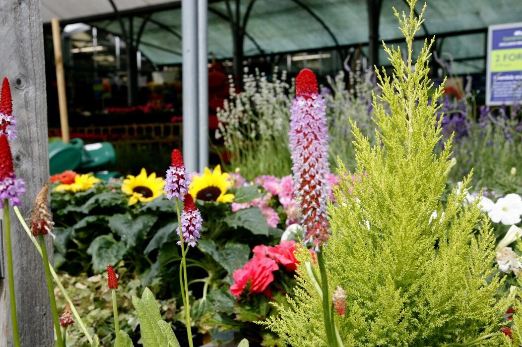 Images Hillier Garden Centre Hemel Hempstead